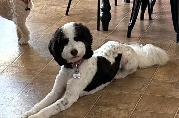 Help Find Skittish Dolly: Seymour Area