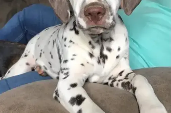 Lost Dalmatian on East Saint Louis St