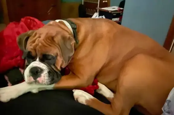Lost Fawn Boxer: Heather Drive Area