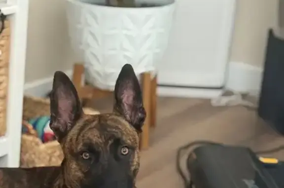 Help Find Groot: Lost Dutch Shepard Mix