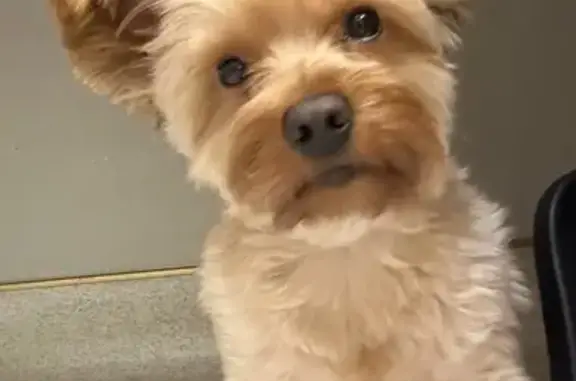 Lost Golden Yorkie in Hurst - Help Find!