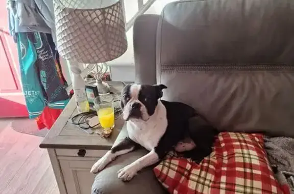 Lost and found pets Inwood, photo: Lost Dog: Friendly Brindle Mix in Inwood