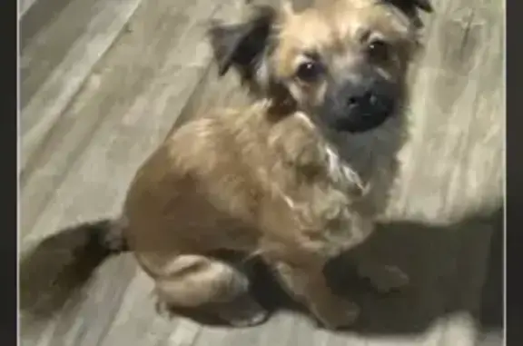 Help Find Juicy: Lost Dog in Sun Valley