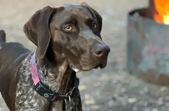 Lost German Pointer: River Way, 95639
