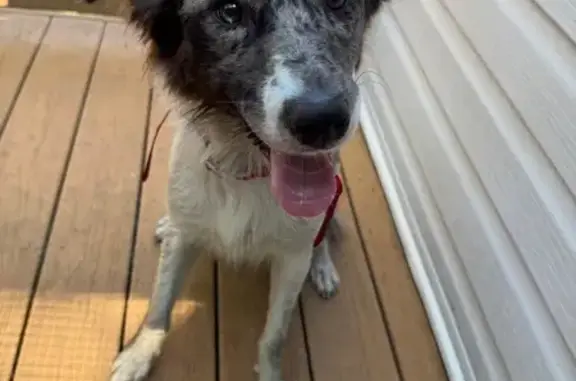 Found pets Grove City, photo: Friendly Spotted Dog Found in Beulah Park