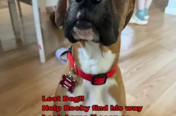 Lost Dog: Brown with Unique White Markings