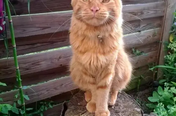 Animaux perdus Saint-Bris-le-Vineux, photo: Chat roux perdu à Saint-Bris-le-Vineux