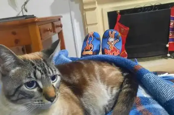 Gato Perdido: Gran y Cariñoso en Elche