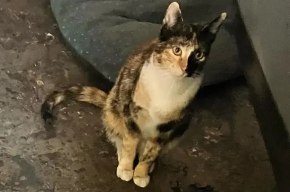 Búsqueda de mascotas, foto: Gata Tricolor Perdida en Justo Sierra, CDMX