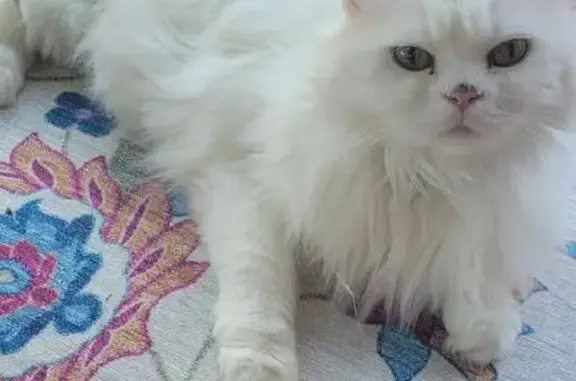 Help Find Lily: Lost White Cat in Englewood