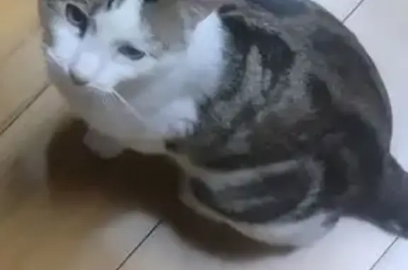Lost Cat: Scarred Ear, Beatty Ave 63