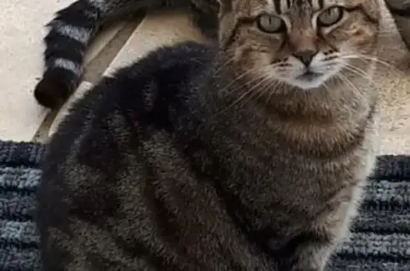Animaux perdus , photo: Chatte tigrée perdue à Nantheuil
