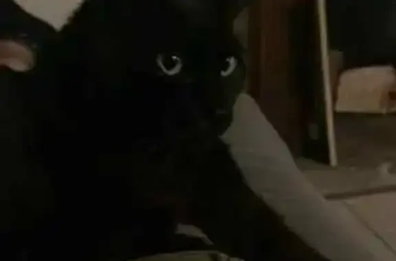 Animaux perdus Niort, photo: Chat noir perdu, yeux verts, Niort