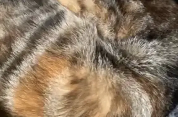 Chat perdue, fine et peureuse à Moulins - photo