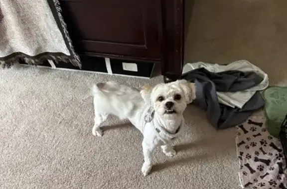 Lost pets Oak Park, photo: Lost Dog: Fluffy Tail, Blue Harness