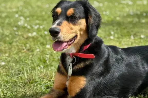 Chienne peureuse perdue à Flavignac - photo