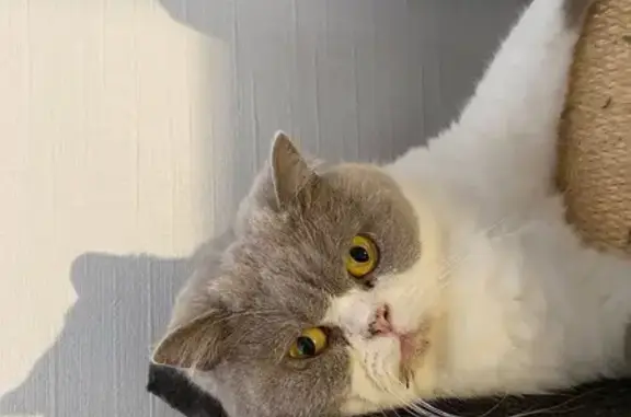 Animaux perdus Reims, photo: Chat perdu : British Shorthair gris-blanc