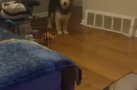 Lost Dog in Columbus: Black & Beige