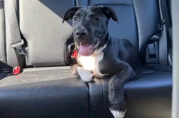 Found pets Concord, photo: Found: Friendly Black Puppy on Concord Pkwy