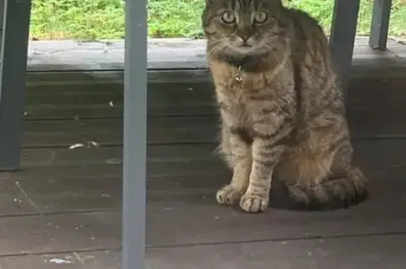 Chatte tigrée perdue à Reims le 4/07 - photo