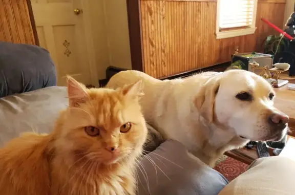 Lost: Orange Cat Fluffy in West Boylston