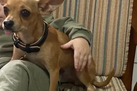 Perro Mini Pincher Perdido en Can Picafort