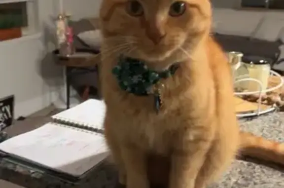 Lost Orange Tabby: Clem on Market Lane