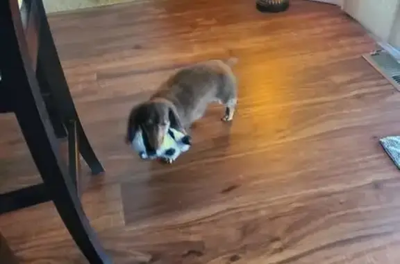 Lost: Mini Dachshund Lucy, $1000 Reward