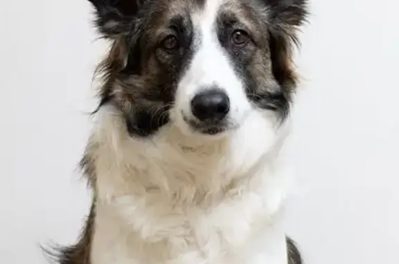Perro Perdido: Cojera en Pata Delantera