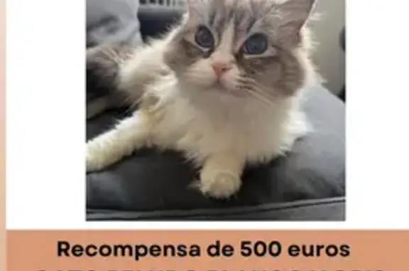 Gatos perdidos, Villaviciosa de Odon, foto: Gato Perdido: Blanco y Gris en Villaviciosa
