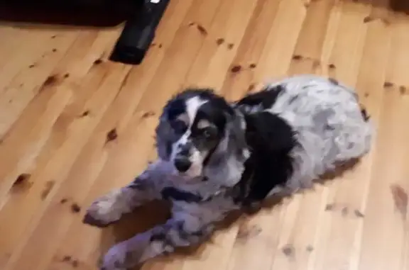 Chien perdu Languidic, photo : Chien perdu : Pearl, 14 ans, sourde, noir/blanc