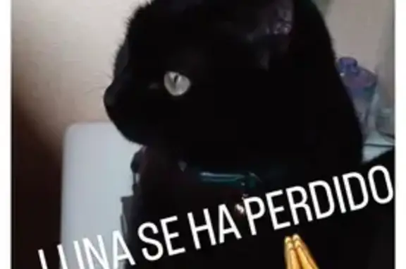 Gatos perdidos, , foto: Gata Luna perdida cerca de la ferretería