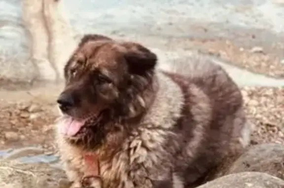 Mastín Gris Perdido en Benissa: 55 Kilos