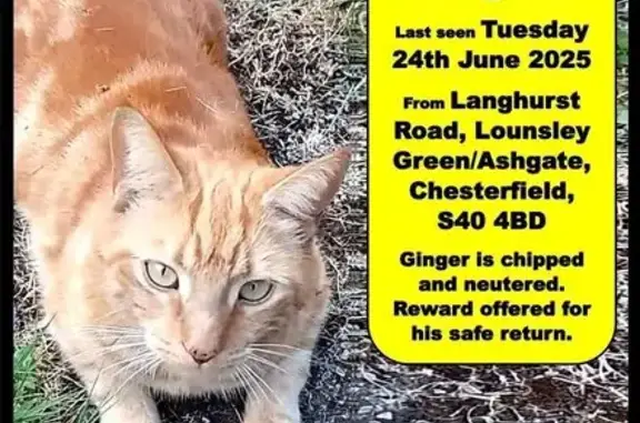 Lost Ginger Cat Near The Crispin, S40 4AW