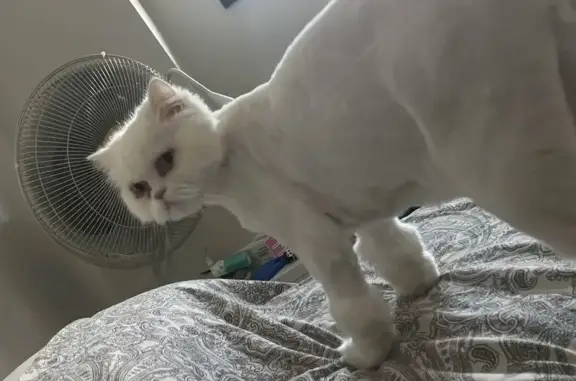 Gatos perdidos, Valdemoro, foto: Se busca: Gato persa blanco perdido en Valdemoro