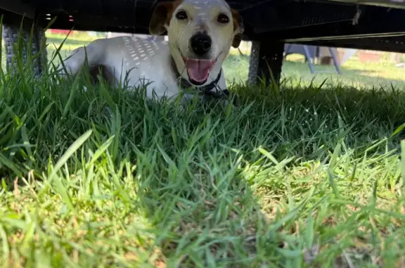 Chien perdu D265a, Le Faulq - photo