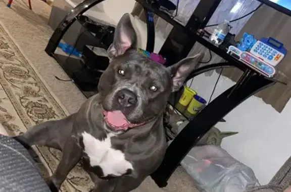 Lost Dog Boba: Silver/White in St. Paul
