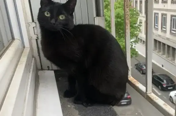 Chat perdu, Clermont-Ferrand, photo: Chat noir perdu, Impasse des Aimes