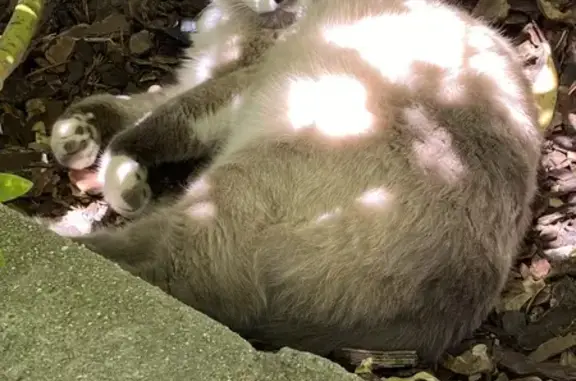 Animaux perdus Plescop, photo: Chat perdu : Diabolo, siamois, collier cloche