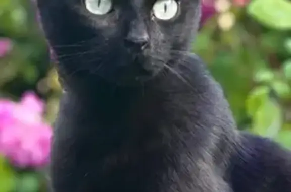 Chat perdue, tache blanche, Vireux-Molhain - photo