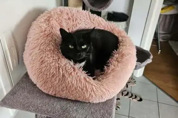 Animaux perdus Haguenau, photo: Chatte noire perdue Rue du Château, Haguenau