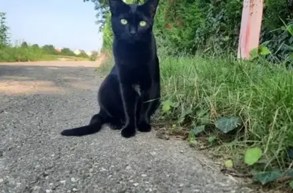 Chatte noire perdue, 4 ans, Geispolsheim - photo