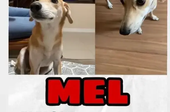 cachorro desaparecida