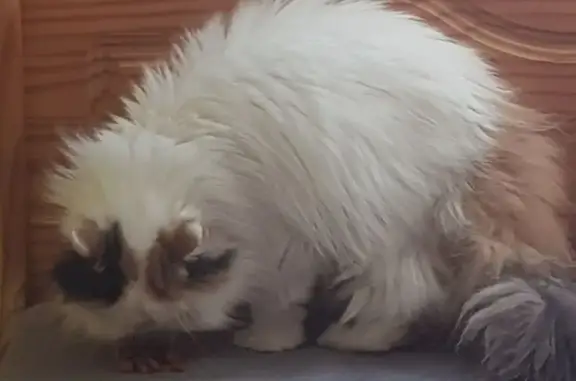 Animaux perdus Châteauroux, photo: Perdue : Chatte Persan tricolore Châteauroux