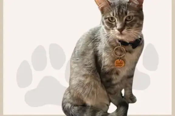 Missing cat Champaign, photo: Friendly Tabby Lost: South Prairie St