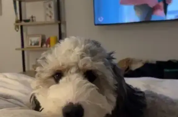 Lost Dog: Grayish Black & White, Deluca Dr.