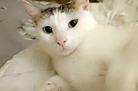 ¡Recompensa! Gata Blanca Perdida en Tarragona