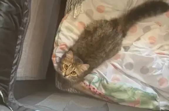Lost pets New Milford, photo: Lost Brown Cat: Friendly but Shy - NM