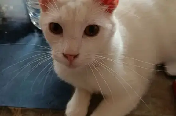 Animaux perdus Le Thillay, photo: Chat blanc perdu, queue cassée, Le Thil
