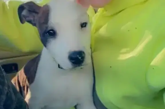 Lost Dog: White/Brindle, Shannon Dr 14556